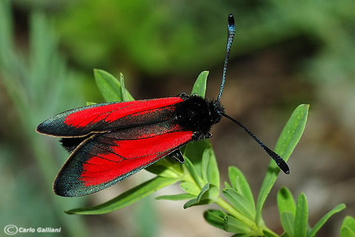 Zigaena purpuralis  ??